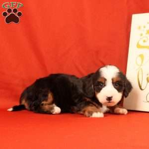 Pinesol, Mini Bernedoodle Puppy